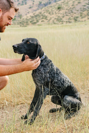 Pawtronic Pro Series - Wireless GPS Dog Fence