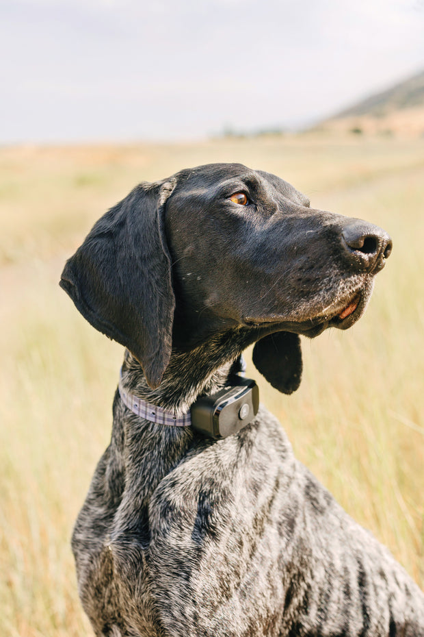 Pawtronic Pro Series - Wireless GPS Dog Fence